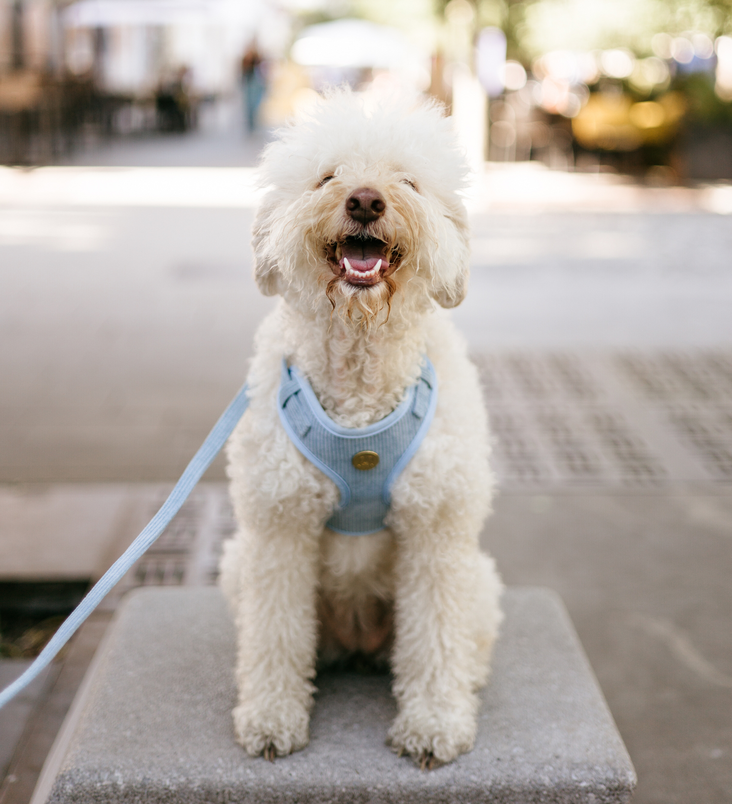 LEASH BABY BLUE