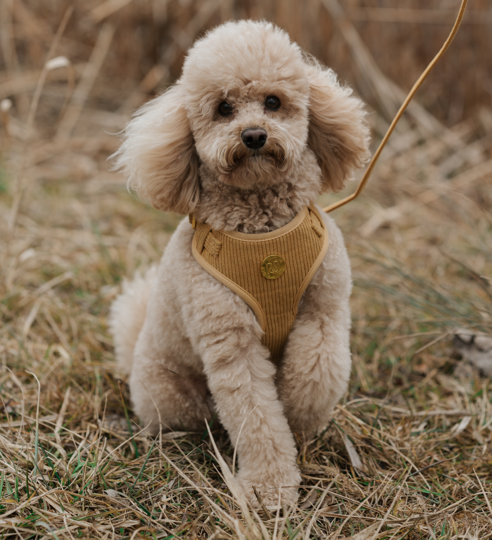 CORDUROY HARNESS HONEY MUSTARD Moniandme